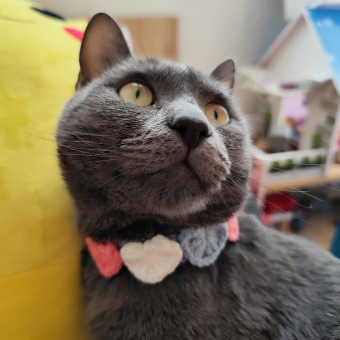 Collare per gatti Handmade con Cuori - immagine 4