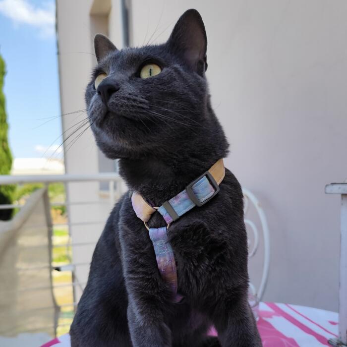 Pettorina Regolabile per Gatto con Guinzaglio - immagine 3