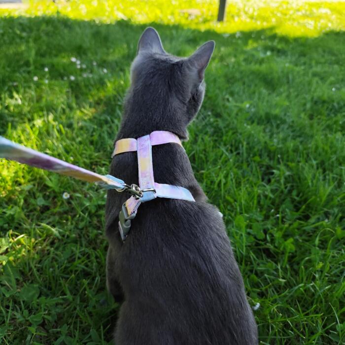 Pettorina Regolabile per Gatto con Guinzaglio